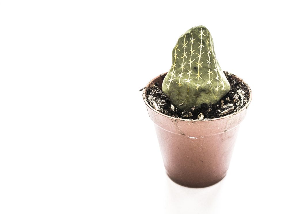 Cactus cailloux planté dans un pôt