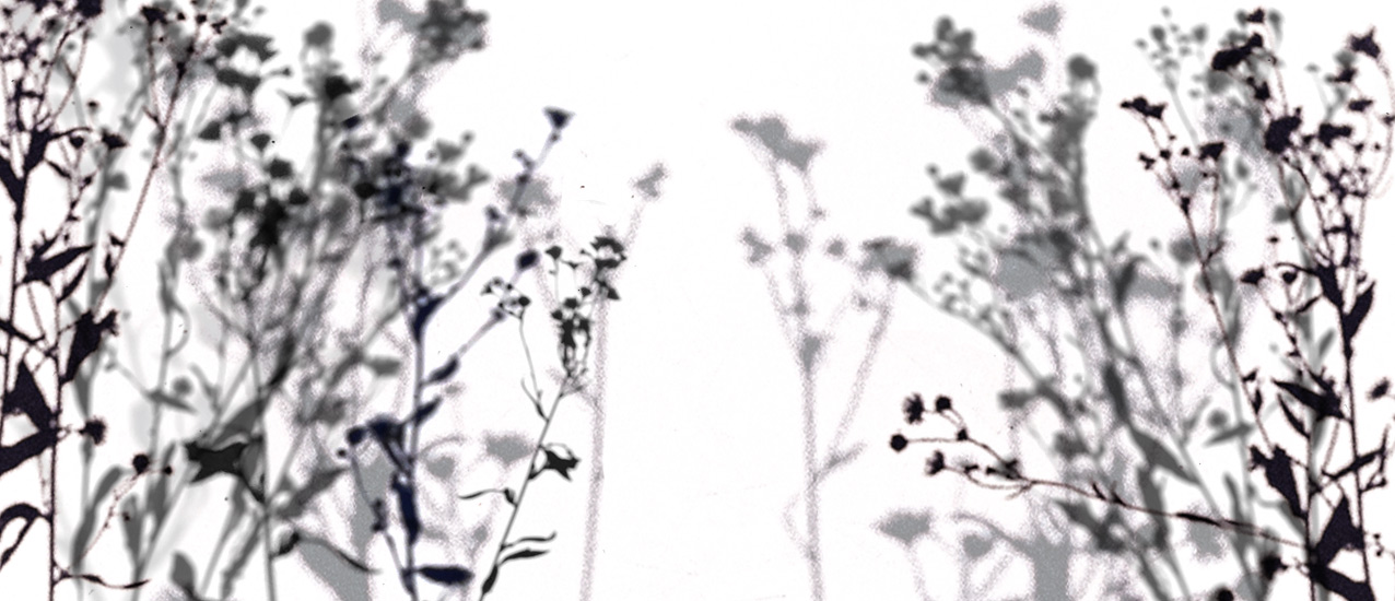 Fine Wild Flowers shadows as inspiration for a surface pattern designer.