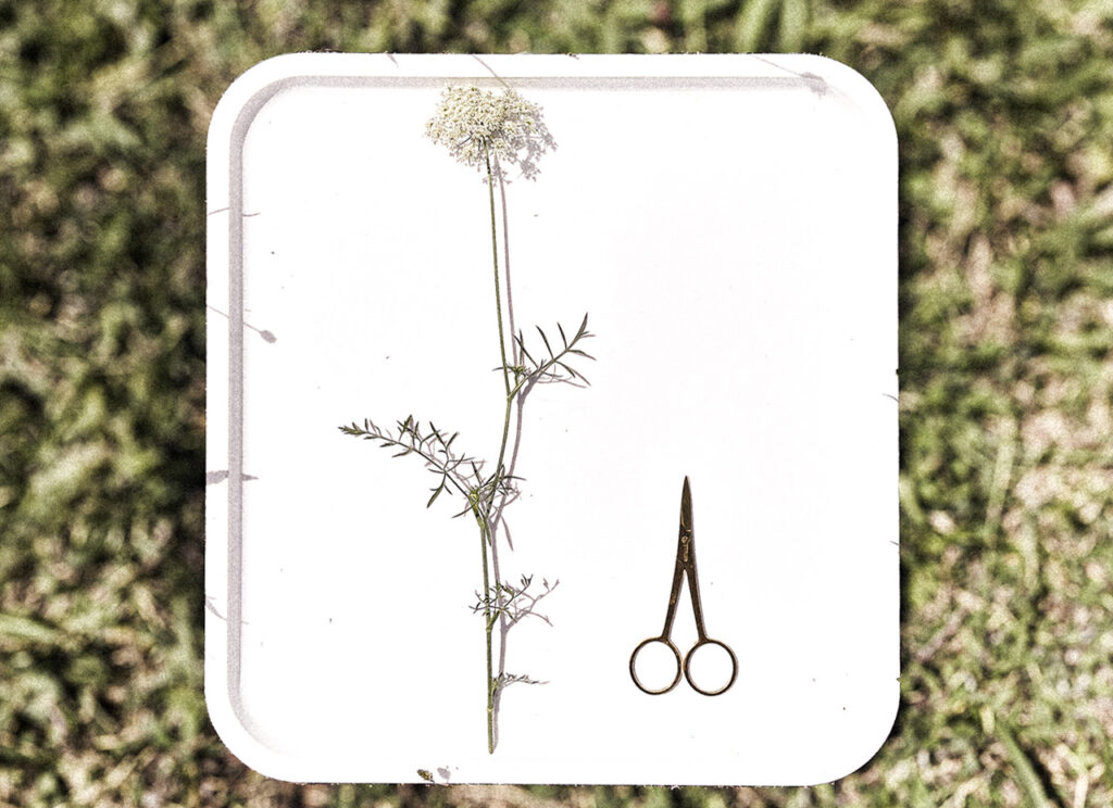 Daucus Carota : botanical photography of a branch with flower in full bloom and leaves and the pair of scissors, that helped cut it out.