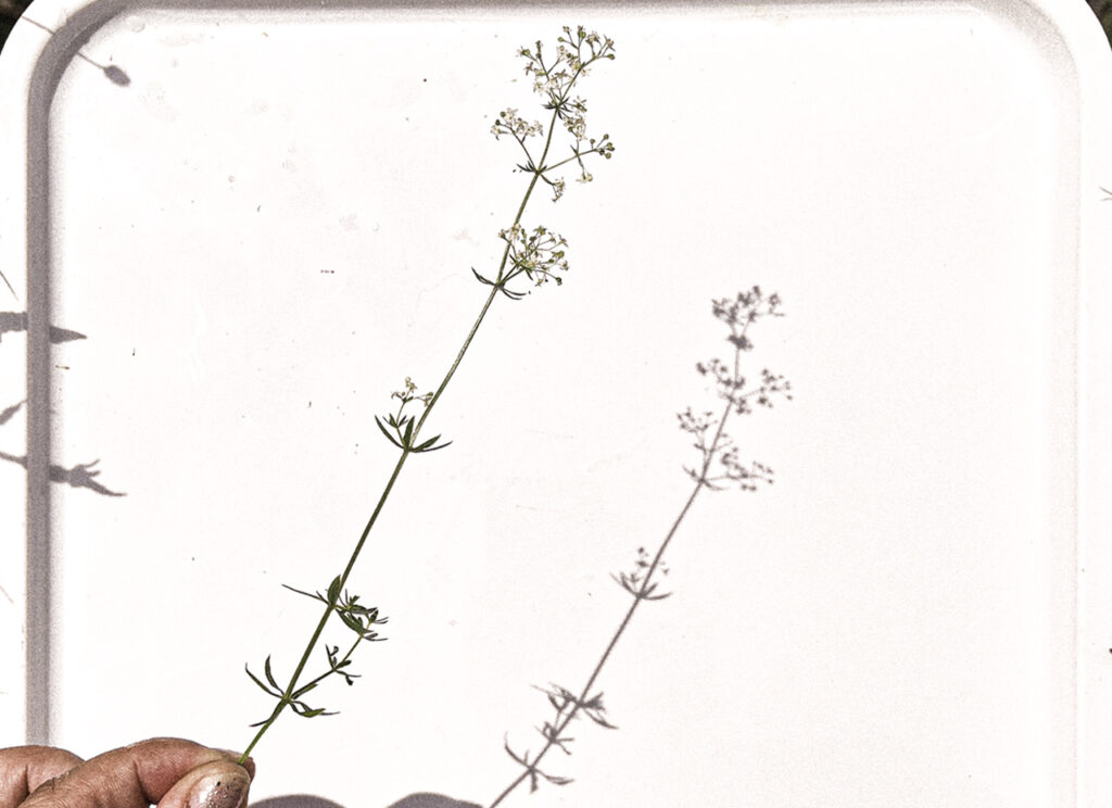 Unknown fine wild flower : botanical photography of a branch with flower in full bloom and leaves.