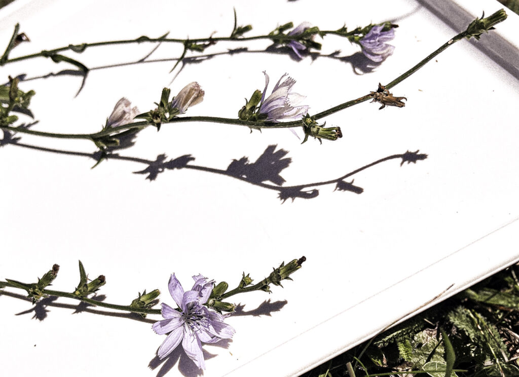 Malva Sylvester's : botanical photography of a branch with flower in full bloom and leaves.