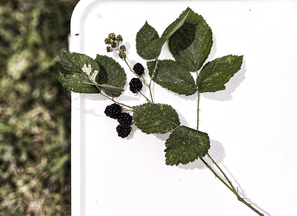 Rubus-Ulmifolius Photography of a branch with fruits and leaves.