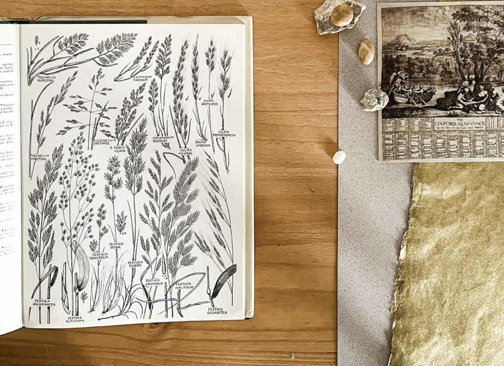 The complete British flora in color by W.Keble Martin