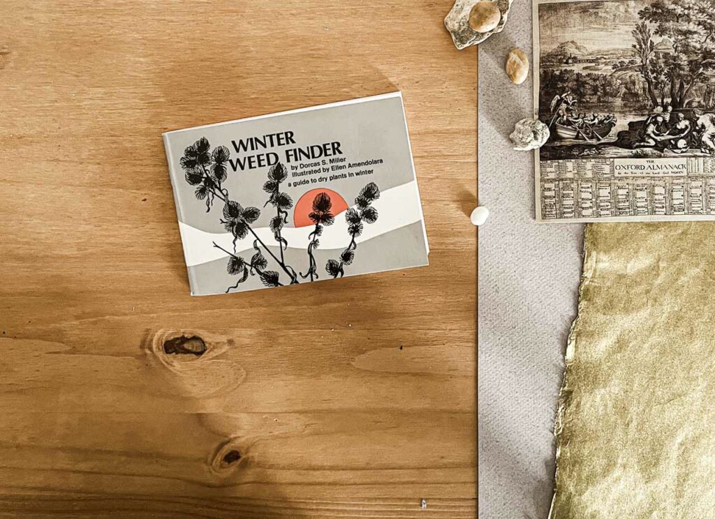 Winter Weeds Finder by Dorcas S. Miller illustrated by Ellen Amendolara a guide to dry plants in winter. Book Cover.