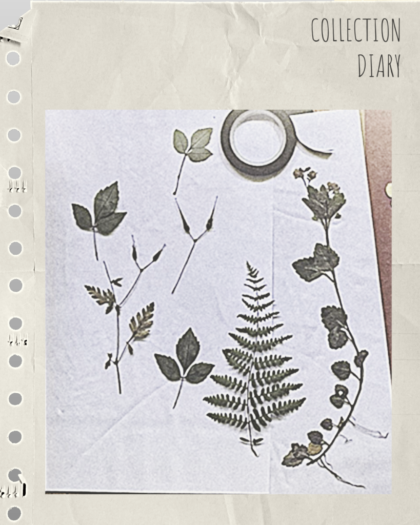 Pressed flowers and leaves, delicate inspiration