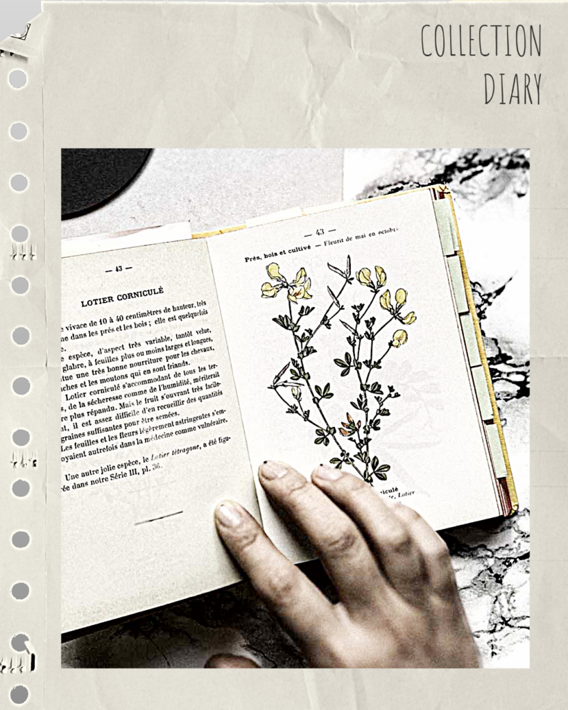 "L'atlas de poche des plantes des champs des prairies et des bois", open, ready to become inspirational !